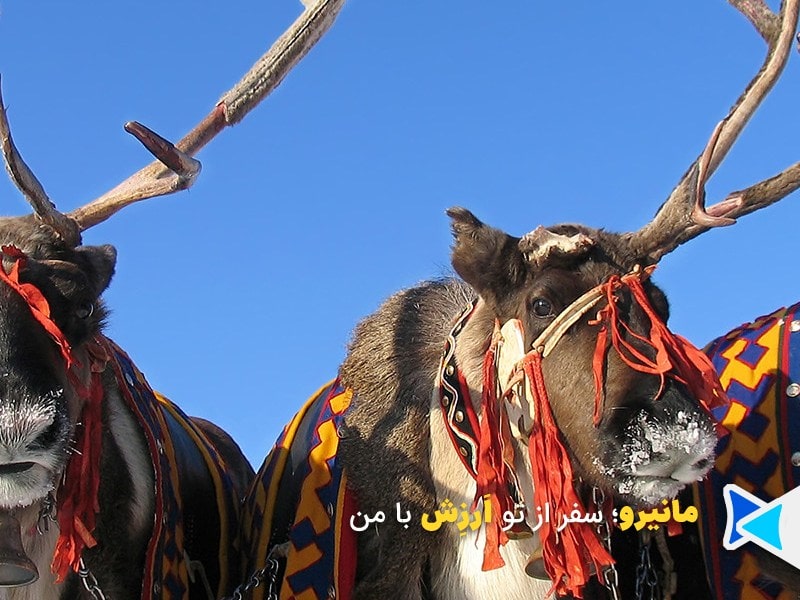 فستیوال گوزن شمالی